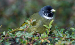 Image de Bulbul à semi-collier