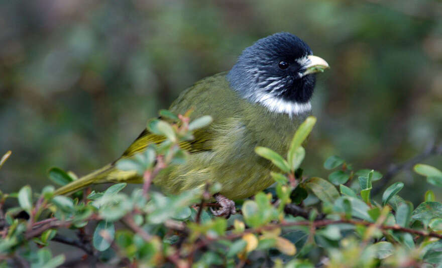 Image of Collared Finchbill