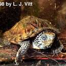 Image of Loggerhead Musk Turtle