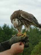 Image of Lanner Falcon