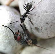 Image of SIlky Ant