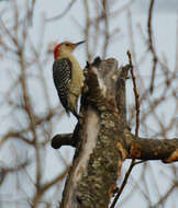 Image of Red-bellied Woodpecker