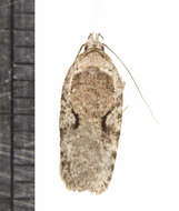 Слика од Agonopterix curvilineella Beutenmüller 1889