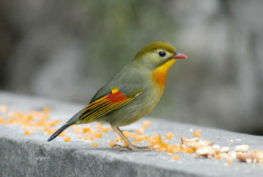 Image of Red-billed Leiothrix