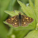 Image of chequered skipper