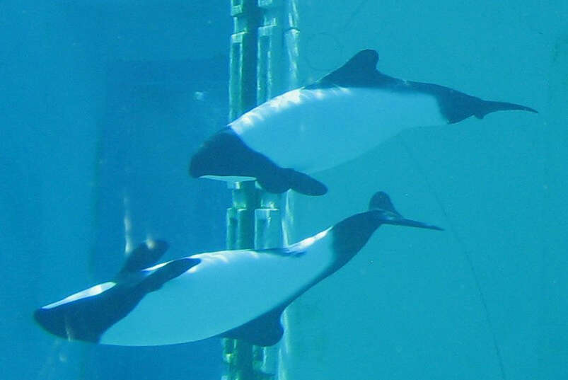 Image of Black-and-White Dolphin