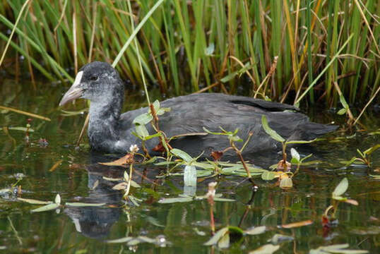 Imagem de Fulica atra Linnaeus 1758