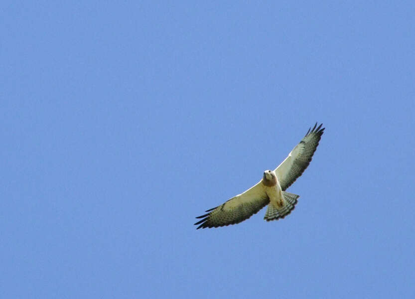 Image of Swainson's Hawk