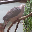 Image of Pink Pigeon