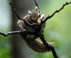 Image of Asiatic striped squirrel