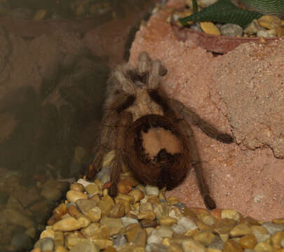 Image of Desert Blond Tarantula