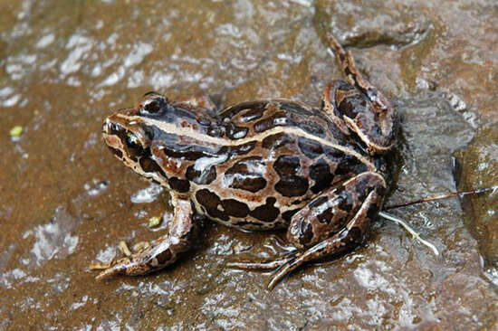 Image of Asian frogs