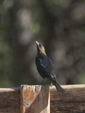 Image of Cowbird