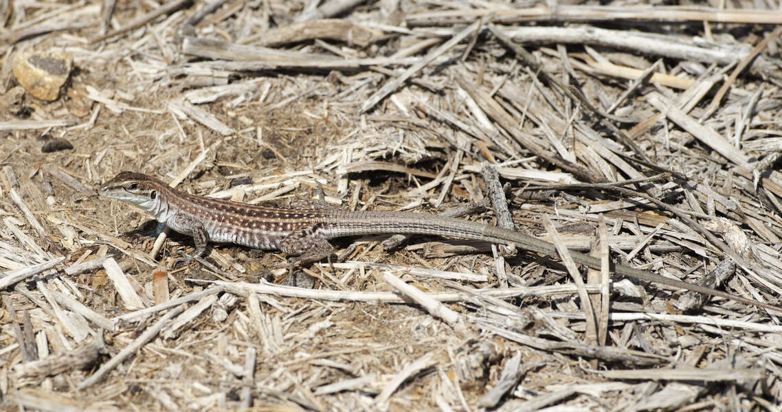 Image of Chihuahuan spotted whiptail