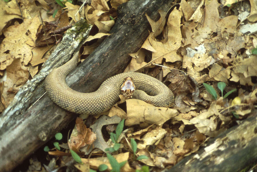 Agkistrodon piscivorus (Lacépède 1789)的圖片