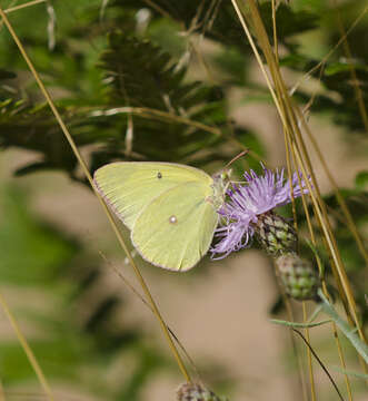 Colias interior Scudder 1862的圖片