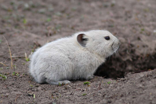 Image of Black-lipped Pika