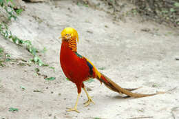 Image of Golden Pheasant