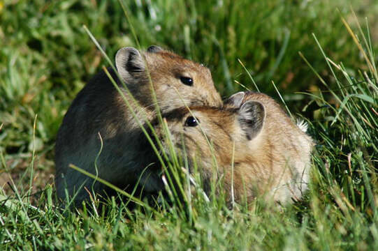 Image of Black-lipped Pika