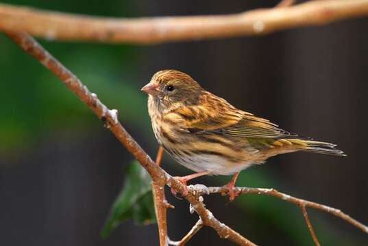 Image de Serin cini