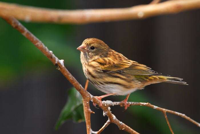 Image of serin, european serin