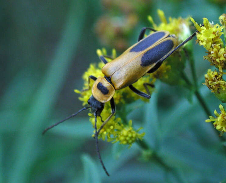 Image of soldier beetle