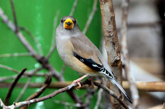 Image of Eophona Gould 1851