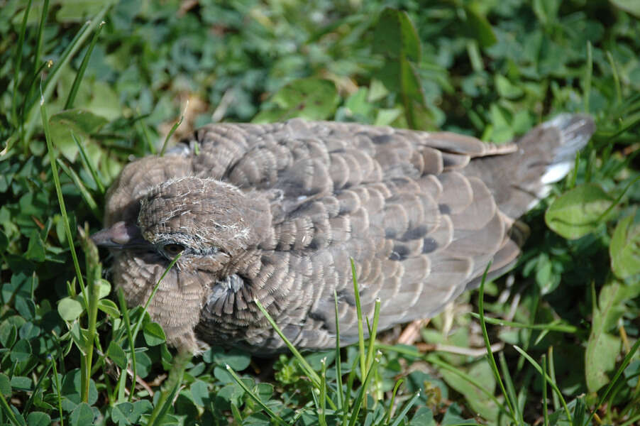 Zenaida macroura (Linnaeus 1758) resmi