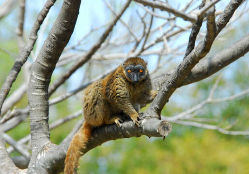 Image of true lemur