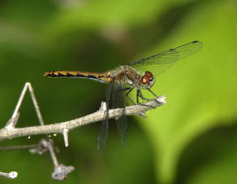 Imagem de Sympetrum obtrusum (Hagen 1867)