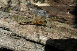 Image of White-faced Meadowhawk