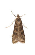 Image of Nomophila