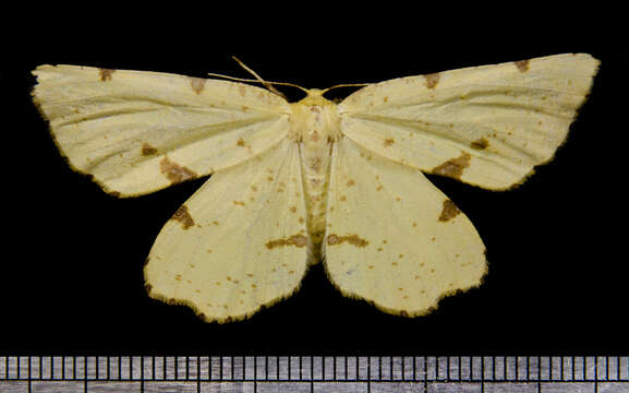 Image of Crocus Geometer Moth