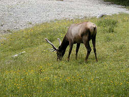 Image de Cerf Élaphe