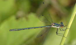 Plancia ëd Lestes dryas Kirby 1890