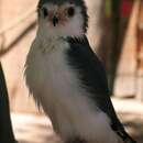 Image of African Pygmy-falcon