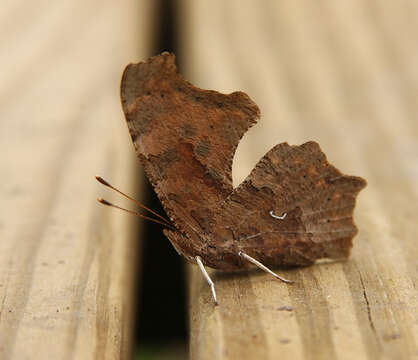 Слика од Polygonia comma Harris 1852