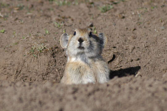 Image of Black-lipped Pika