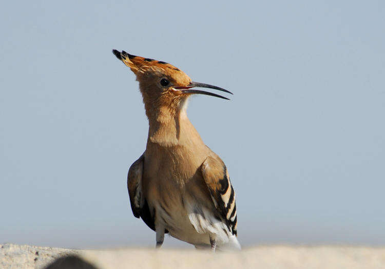 Image of hoopoes