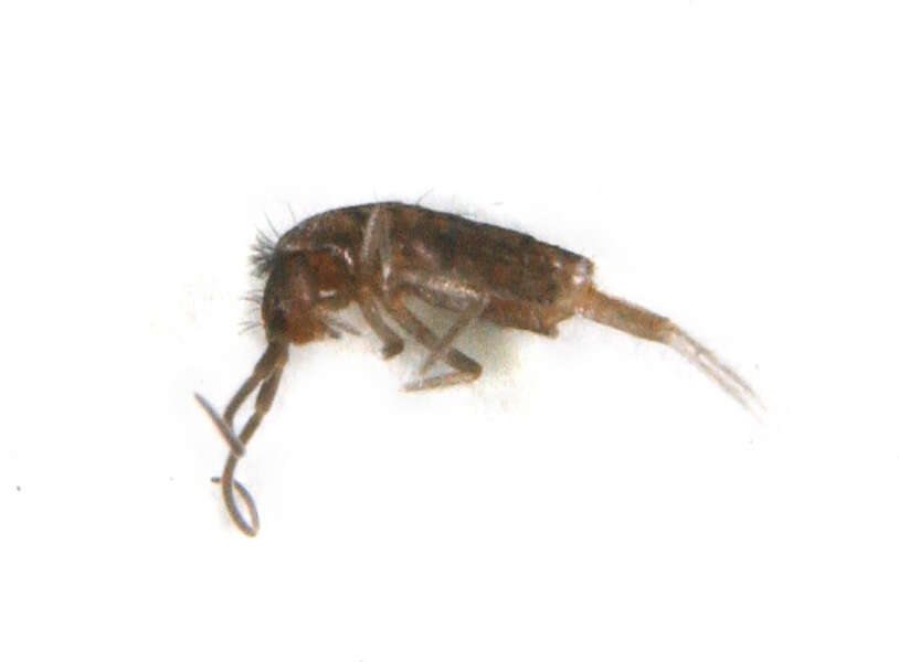 Image of springtails