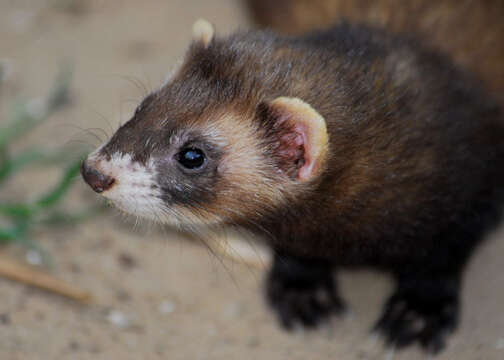 Image of western polecat, polecat