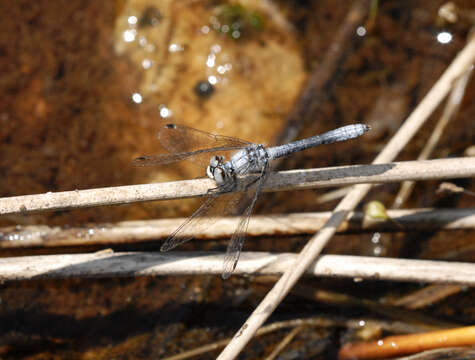 Nannothemis Brauer 1868 resmi