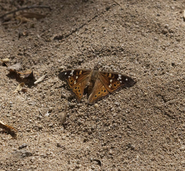 Image de Asterocampa leilia Edwards 1874