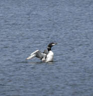 Image of Common Loon