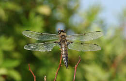 Image of Four-spotted Chaser