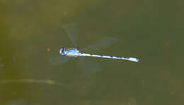 Image of Familiar Bluet