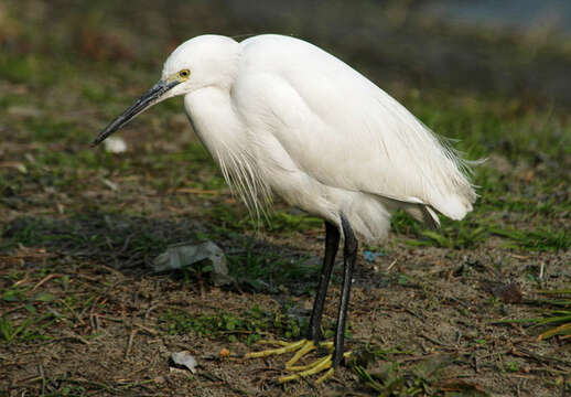 Image of Little Egret