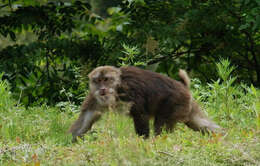 Image de Macaque Du Thibet