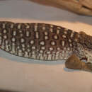 Image of Savannah Monitor