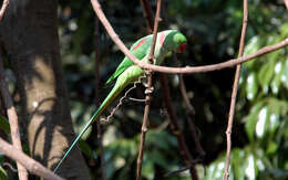 Image of Alexandrine Parakeet